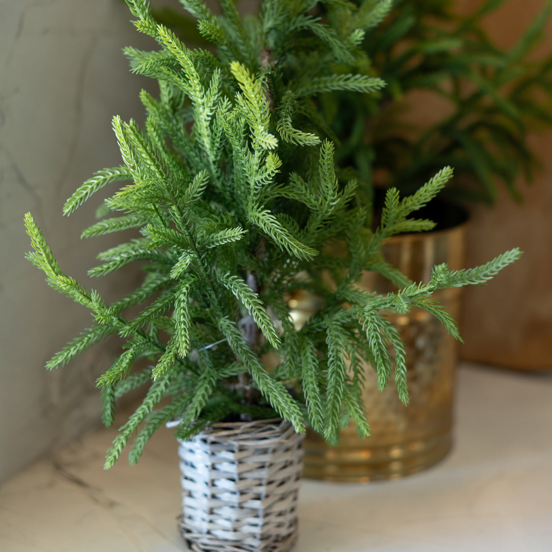 Cypress Basket Tree