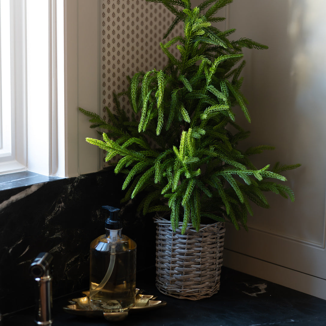 Cypress Basket Tree
