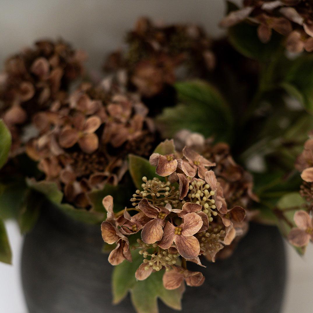 Autumn Hydrangea Stem