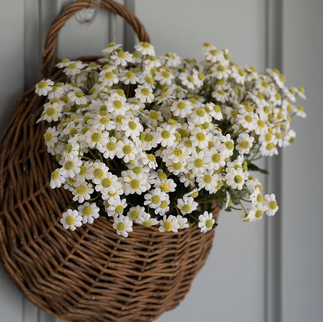 Daisy Bundle