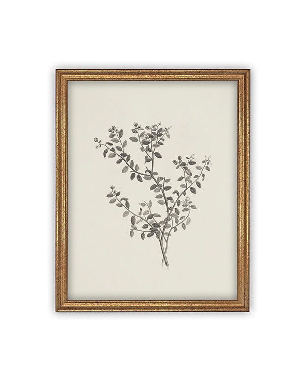 Botanical Sketch Art - Framed