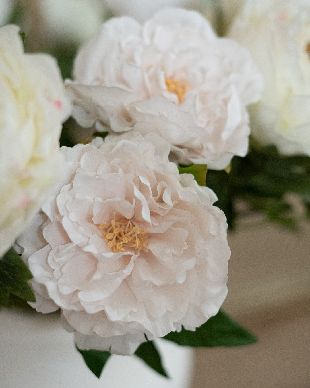 Spring Peony