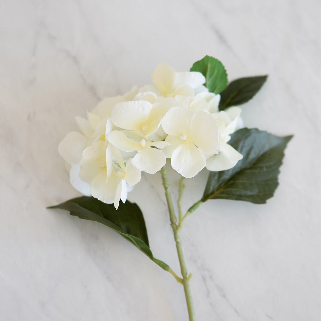 Celeste Hydrangea Stem
