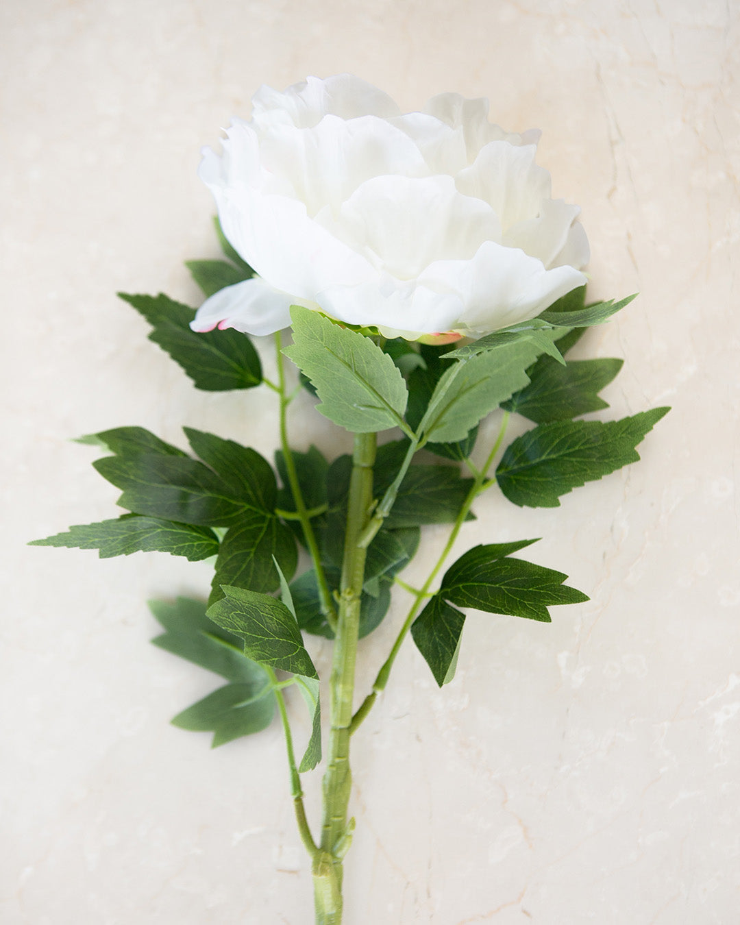 Cream Peony