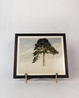 Scottish Fir Tree Framed Art