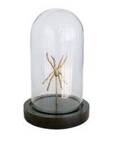 Arachnid Cloche