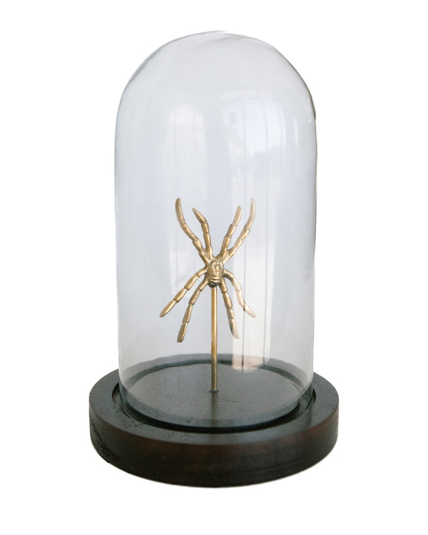 Arachnid Cloche