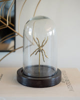 Arachnid Cloche