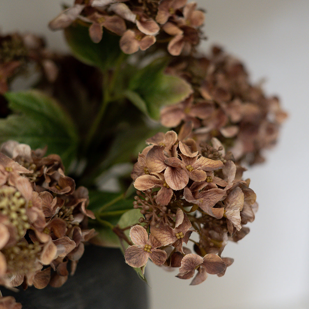 Autumn Hydrangea Stem