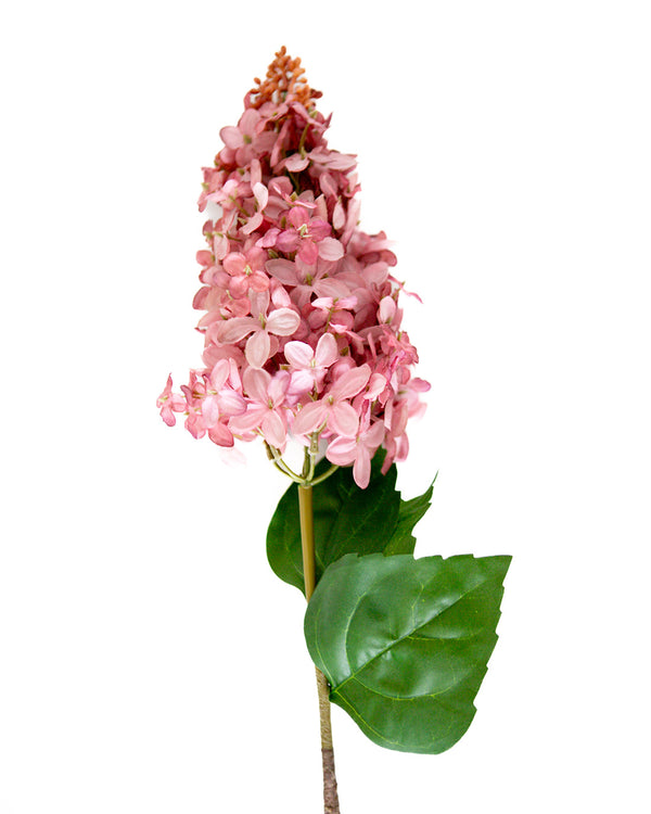 Hydrangea Blooms