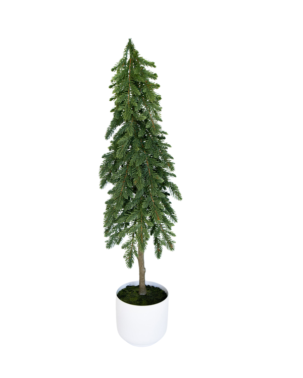 Small Nordic Fir Tree