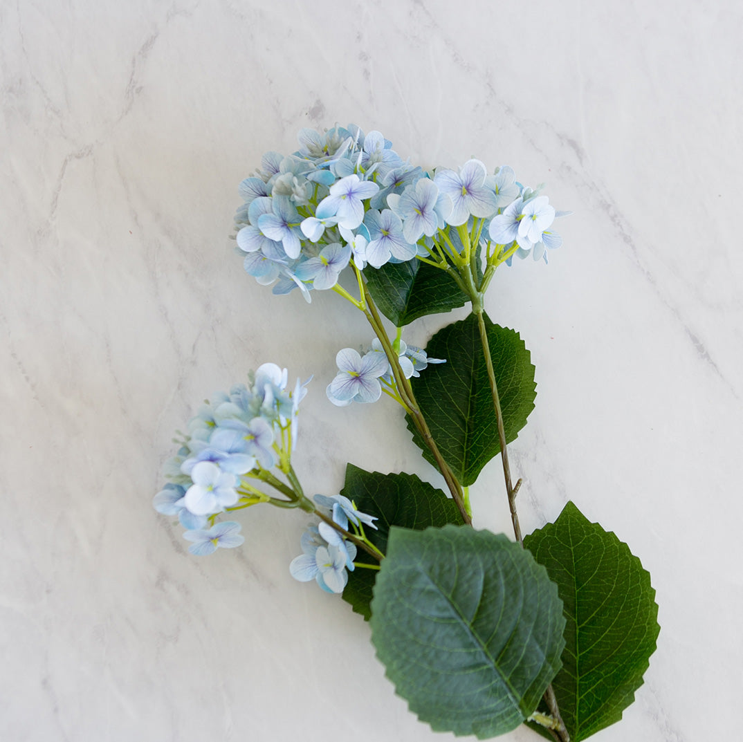 Coastal Hydrangea