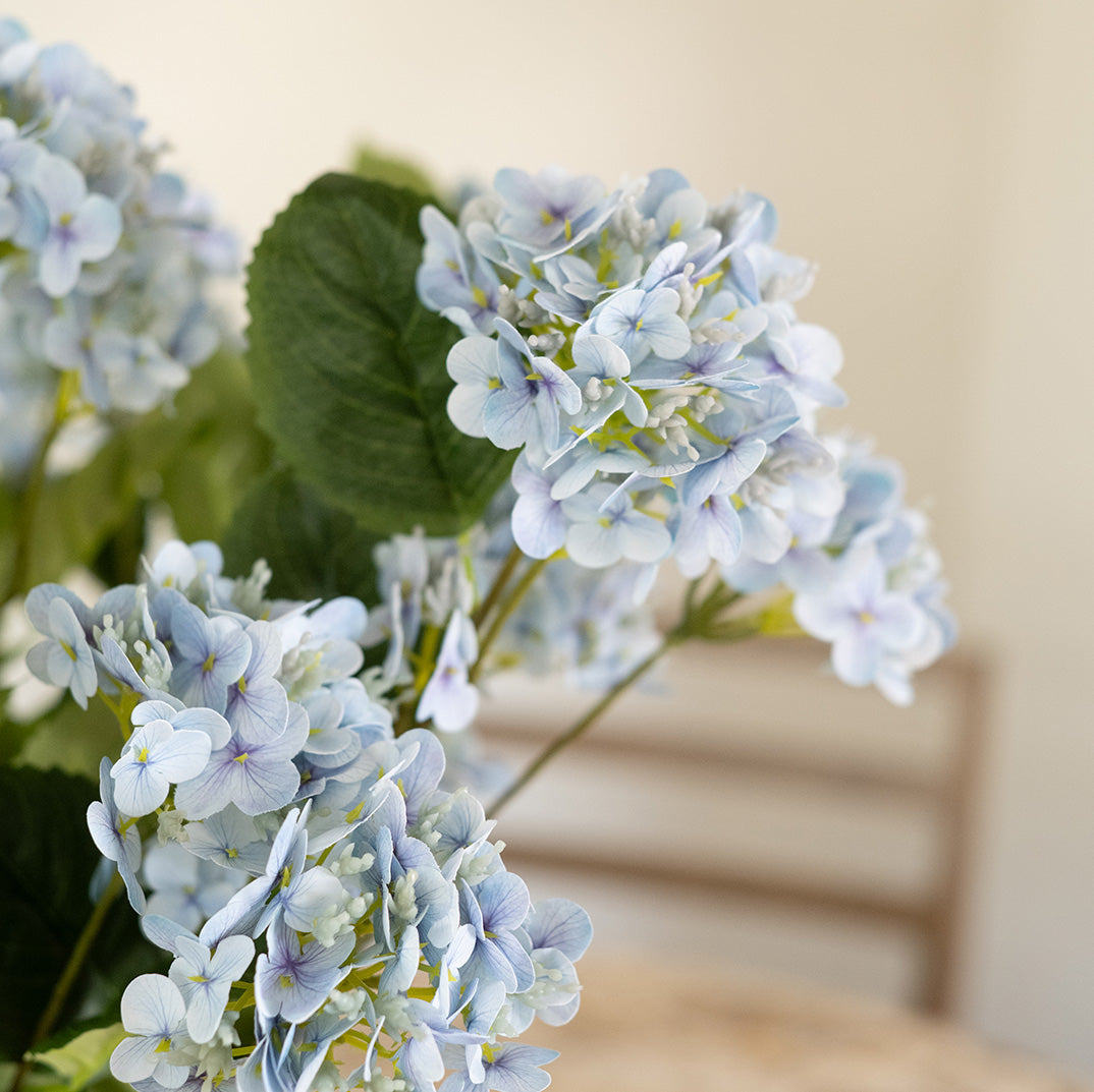 Coastal Hydrangea