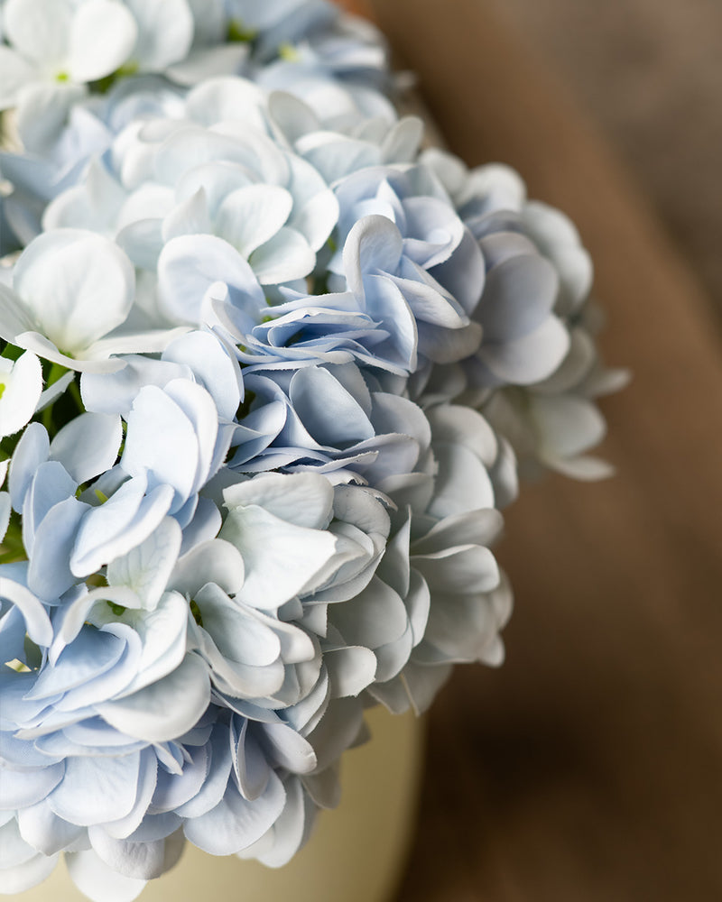 Hydrangea Bloom