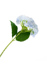 Hydrangea Bloom