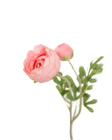 Blush Pink Ranunculus