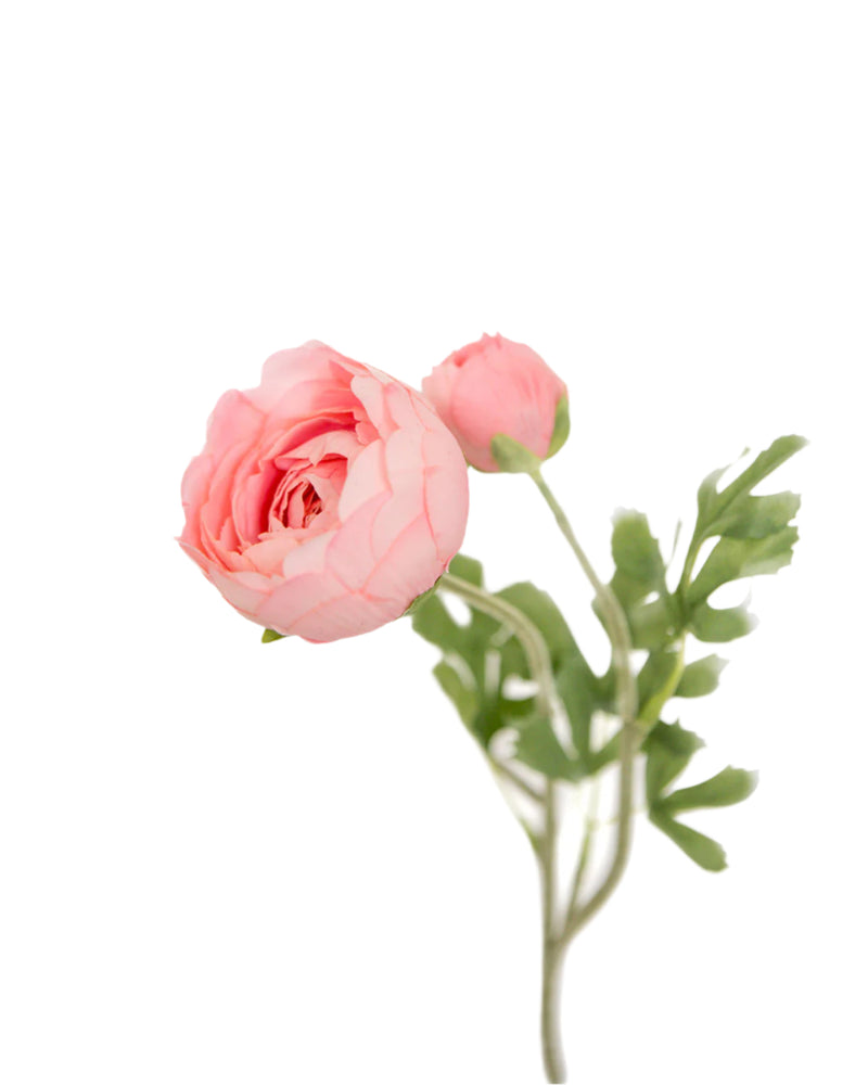 Blush Pink Ranunculus