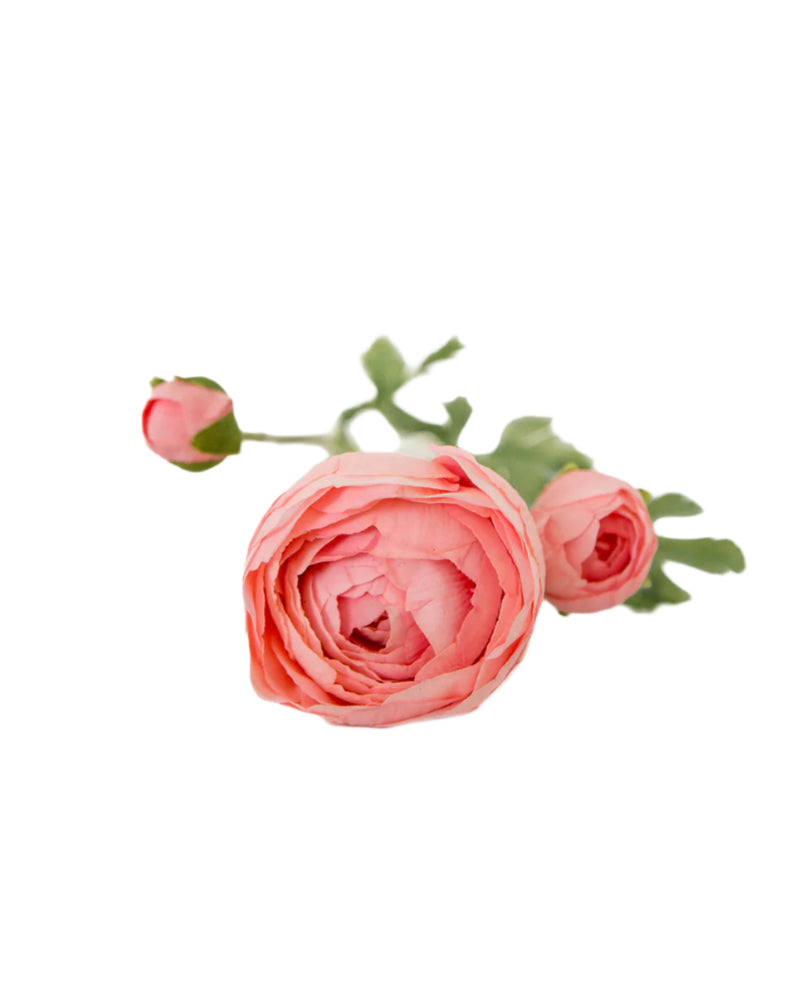 Blush Pink Ranunculus