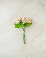 Blush Hydrangea Bundle