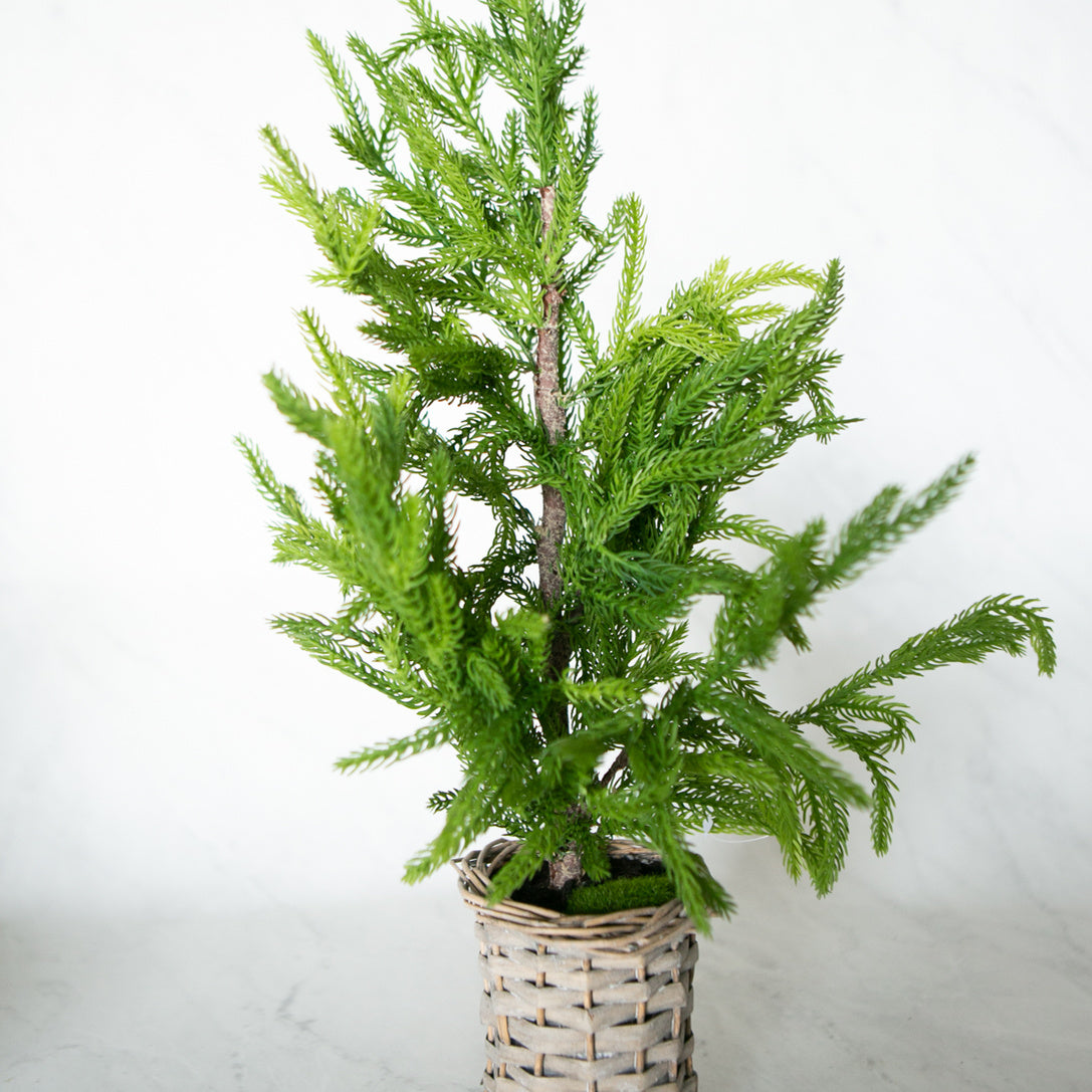 Cypress Basket Tree