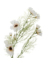 Cream Cosmos