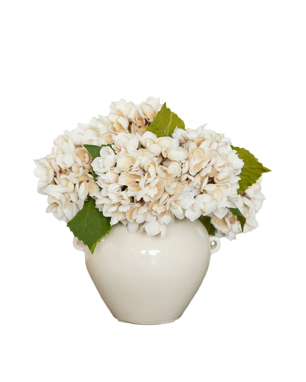 Florence Hydrangea