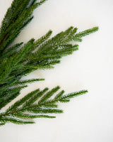 Pine Stem