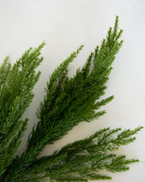 Alpine Stem