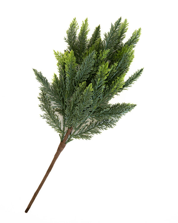 Cedar Stem