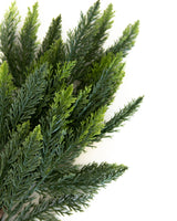 Cedar Stem