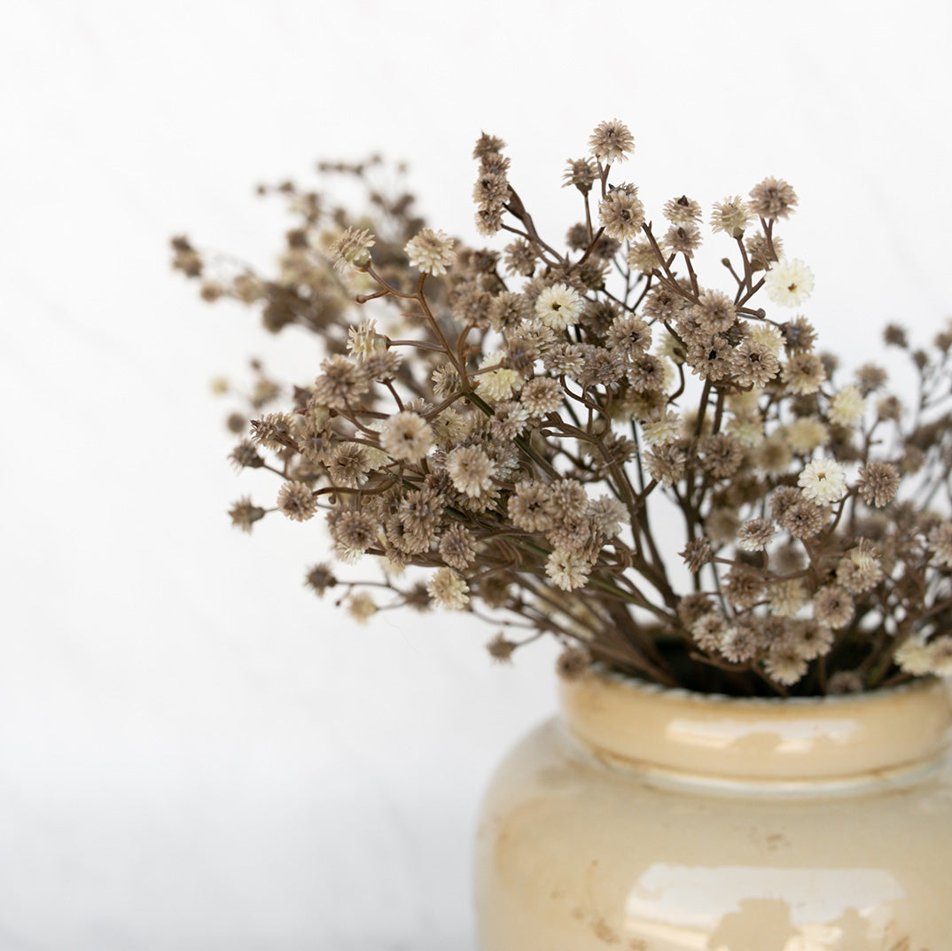 Olive Stem