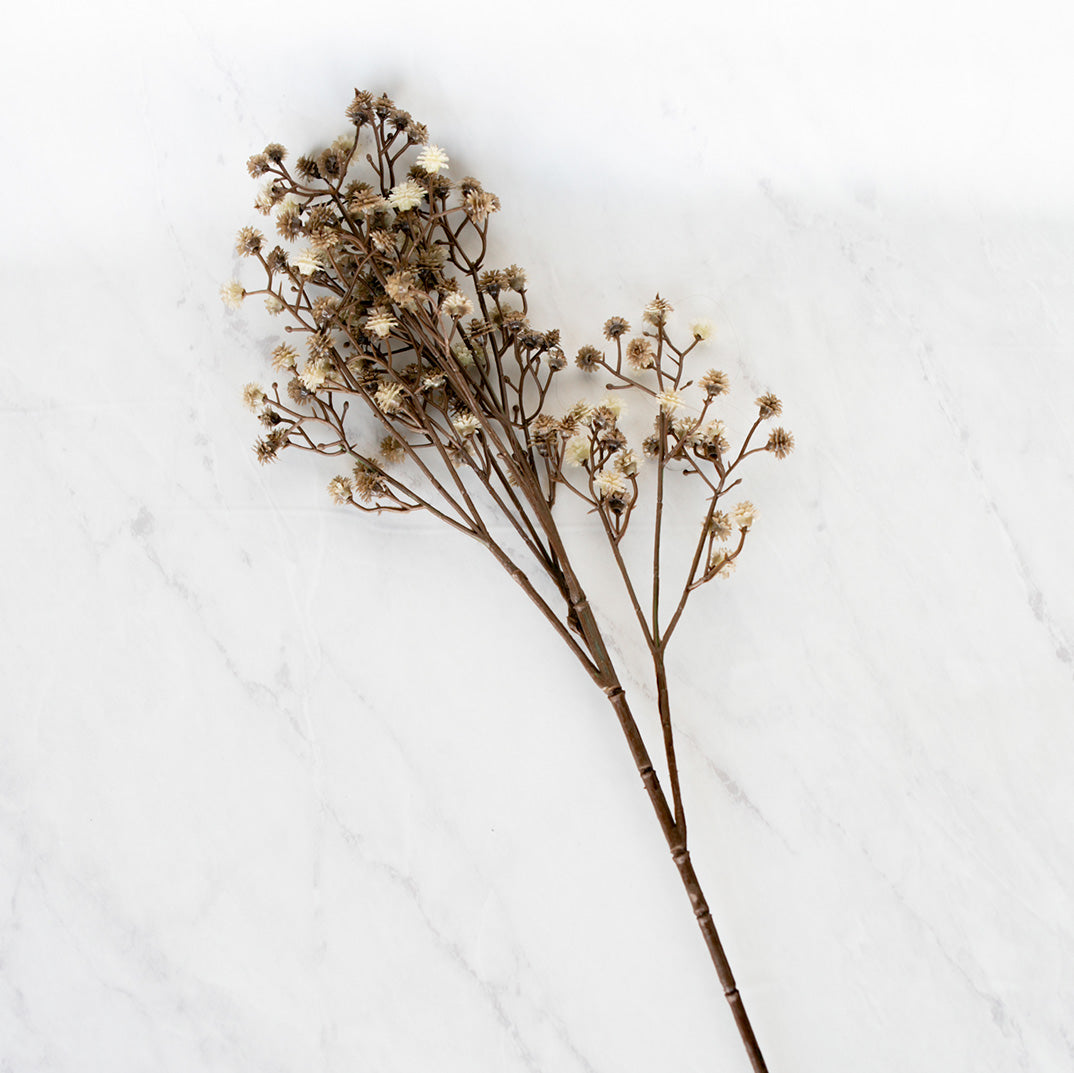 Olive Stem