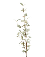 Light Green Eucalyptus Stem