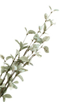 Light Green Eucalyptus Stem