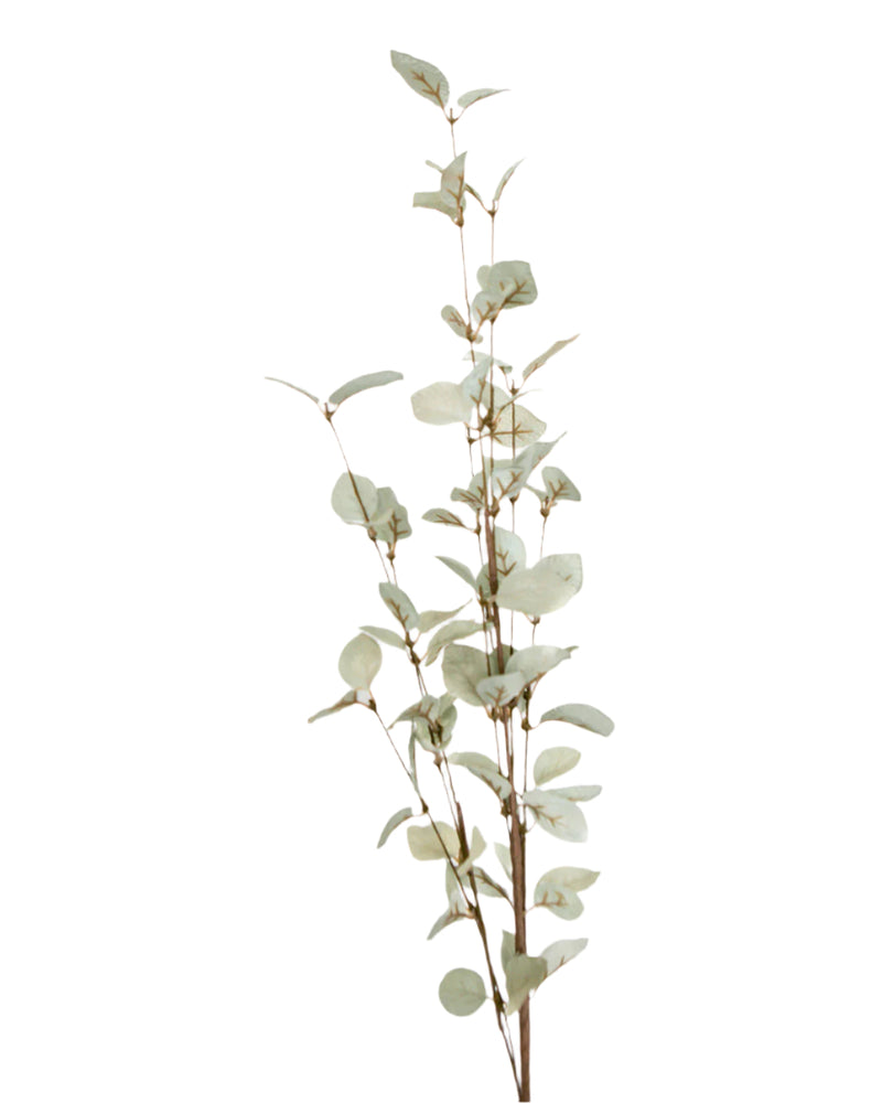 Light Green Eucalyptus Stem