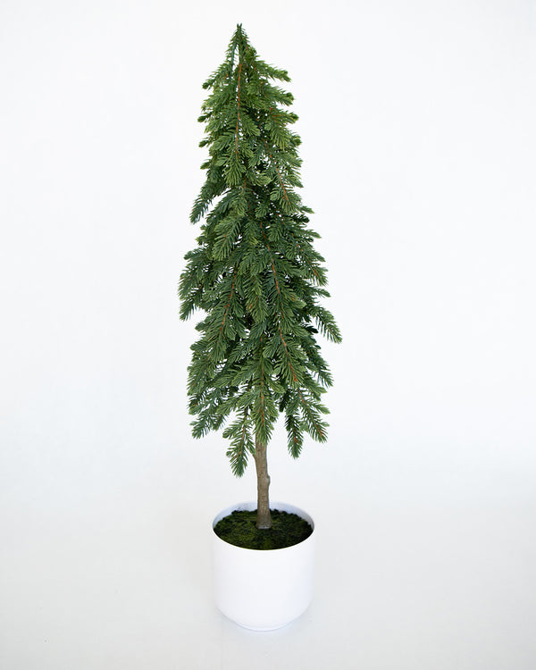 Small Nordic Fir Tree