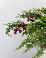 Holly Berry Stem