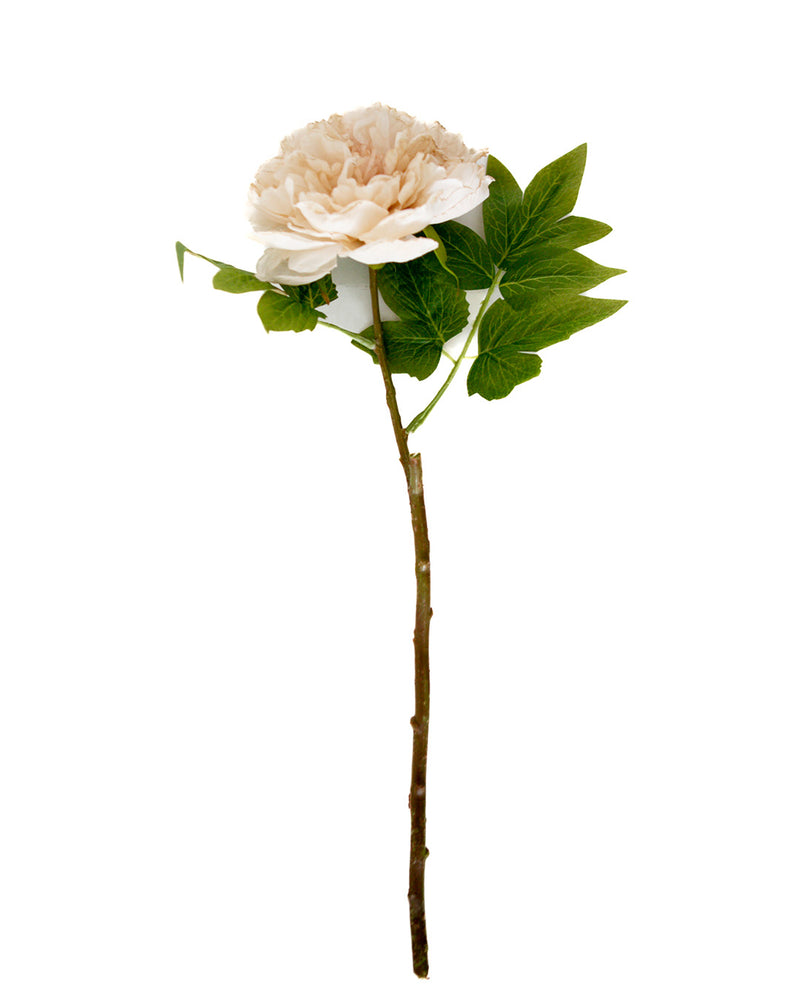 Cream Peony Stem