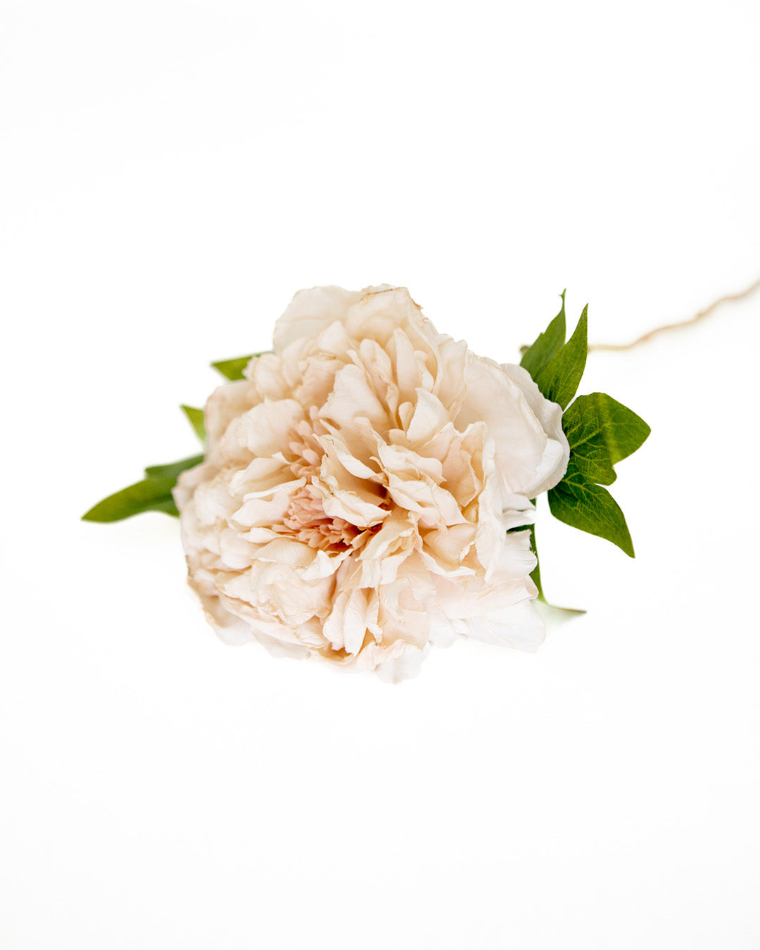 Dusted Cream Peony Stem