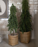 Small Nordic Fir Tree