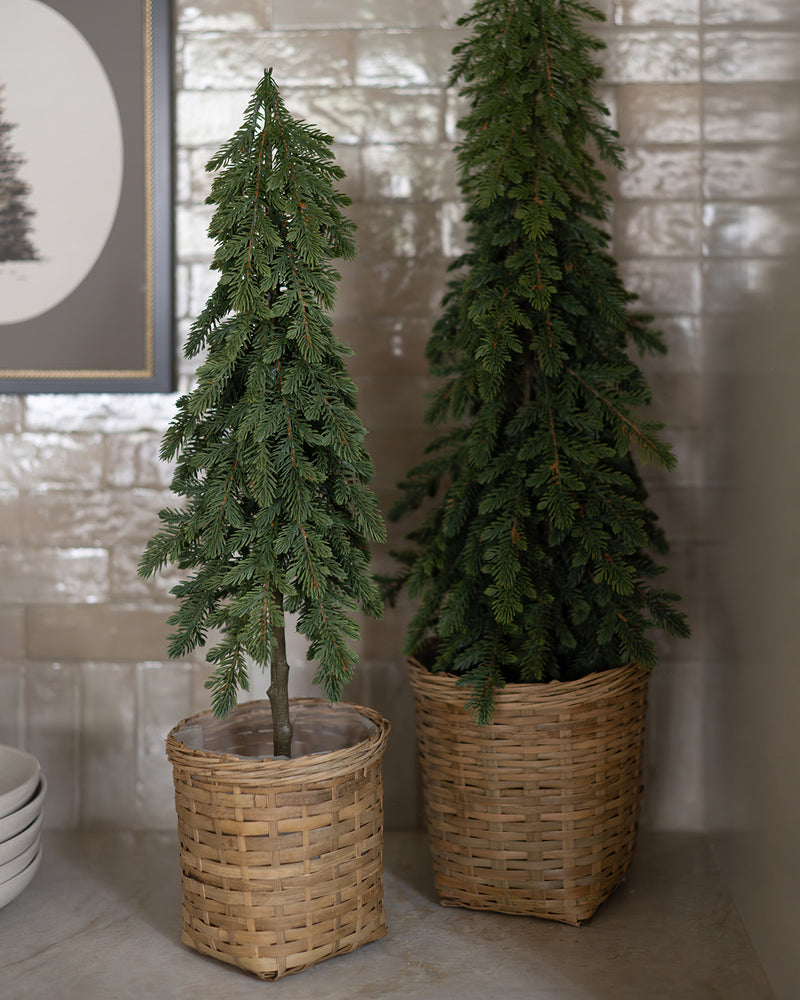 Small Nordic Fir Tree