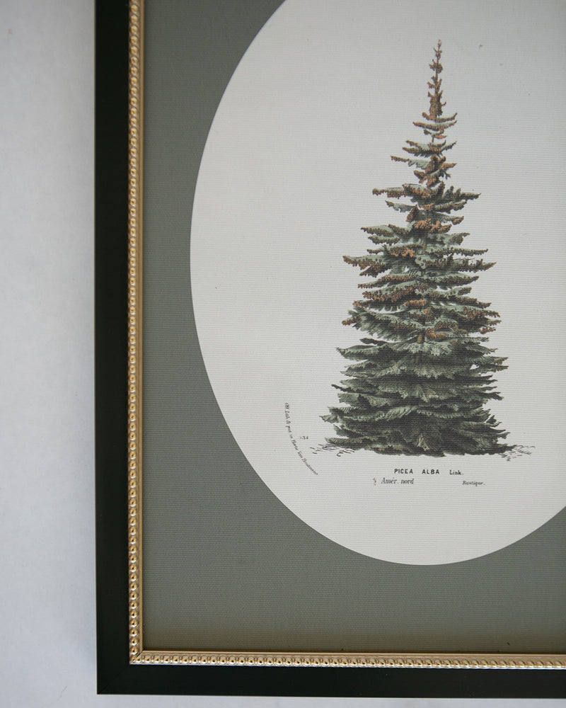Winter Pine Framed Art