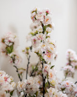 Cherry Blossom Stem