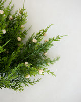 White Berry Cedar Bundle