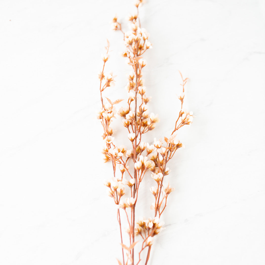 Willow Stem