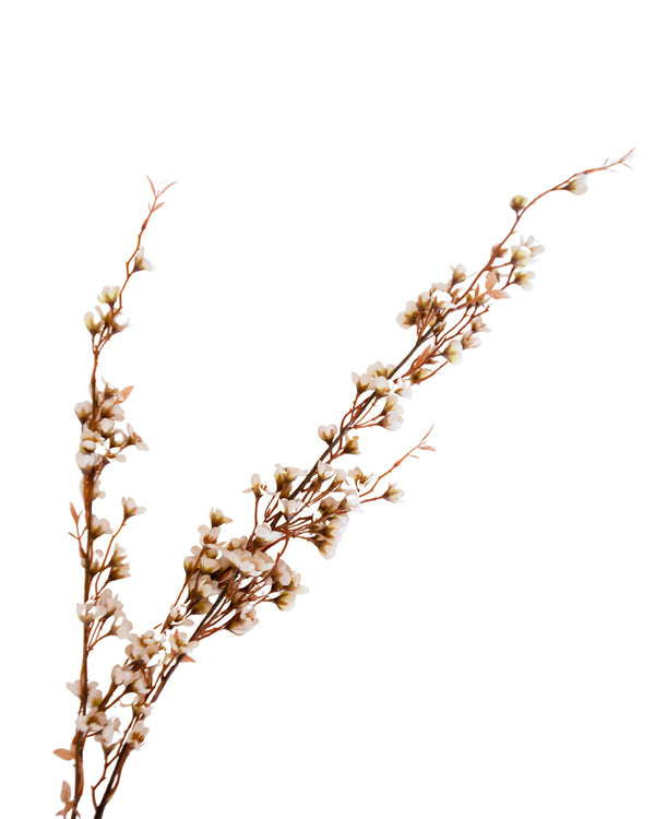 Willow Stem