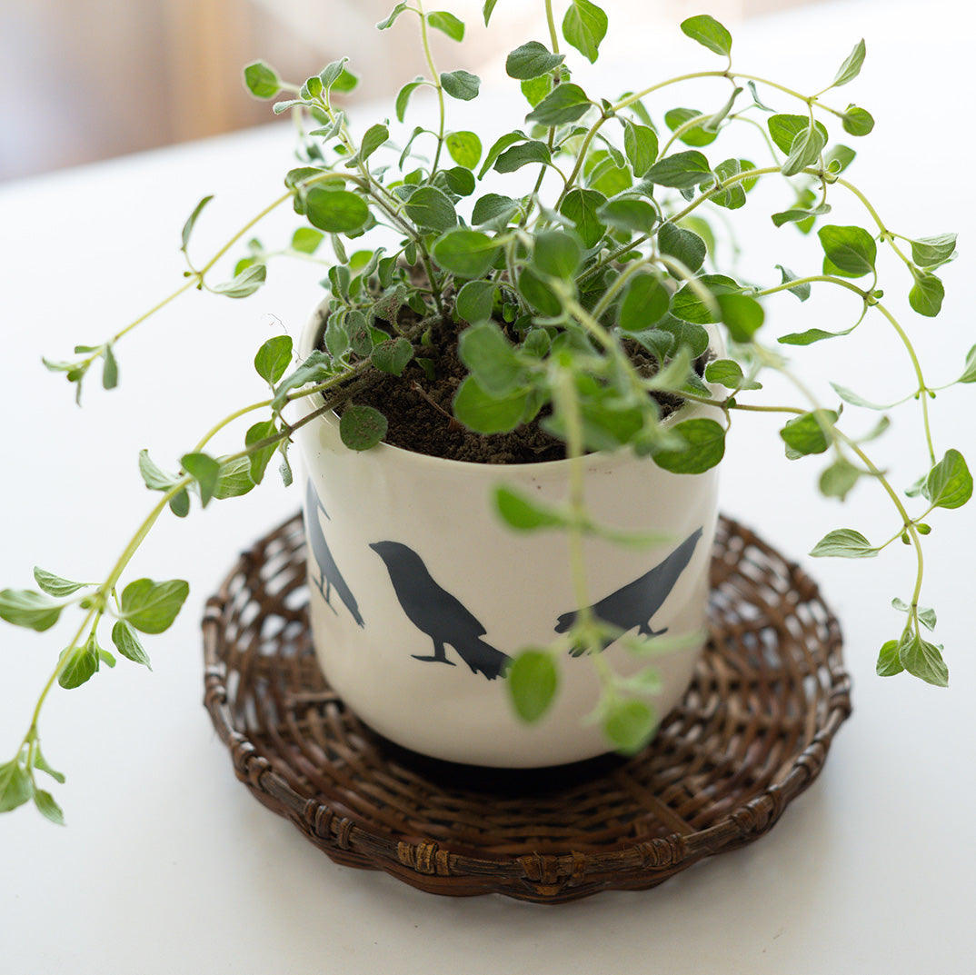 Shadow Crow Pot