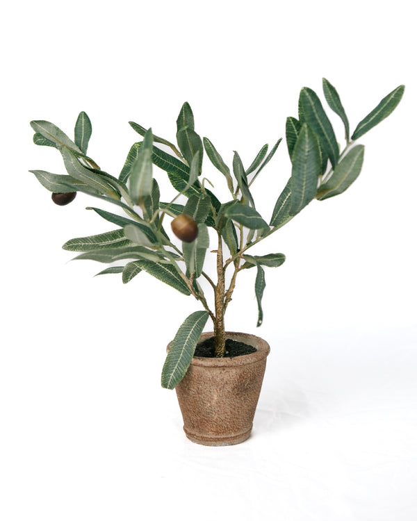12.5" Potted Olive Plant