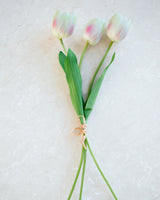 Light Pink Tulip Bundle