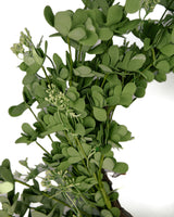 23" Green Eucalyptus Wreath